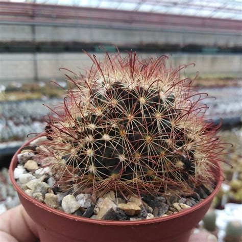 Mammillaria Carretii Uhlig Kakteen More Than 5000 Different Species