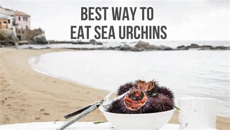 How Does Temperature Affect Sea Urchins Major Impacts