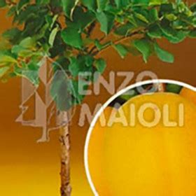 Piante Da Frutto Shop Online Albicocchi Ciliegi Frutti Nani Tropicali