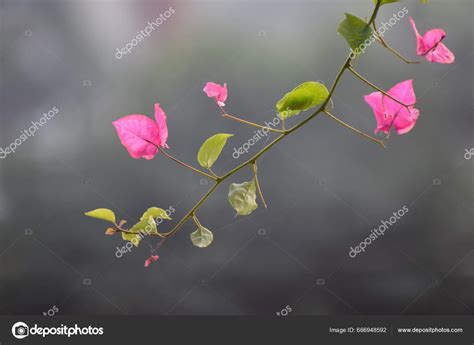 Bougainvillea Spectabilis Species Flowering Plant Also Known Great ...