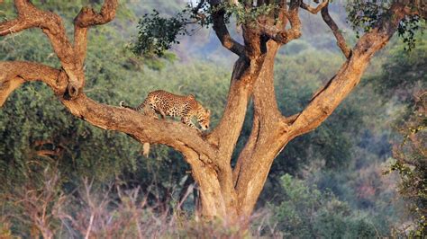 Day Murchison Falls Safari From Gulu Trek Africa Expeditions