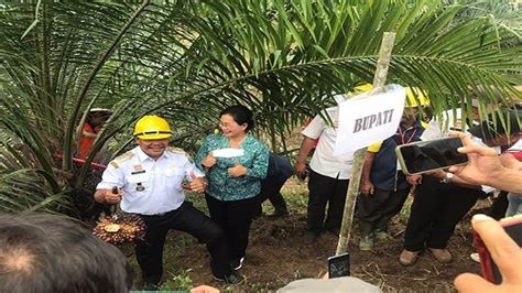 Bupati Sanggau Panen Perdana Kelapa Sawit Kegiatan Psr Tahun Tanam