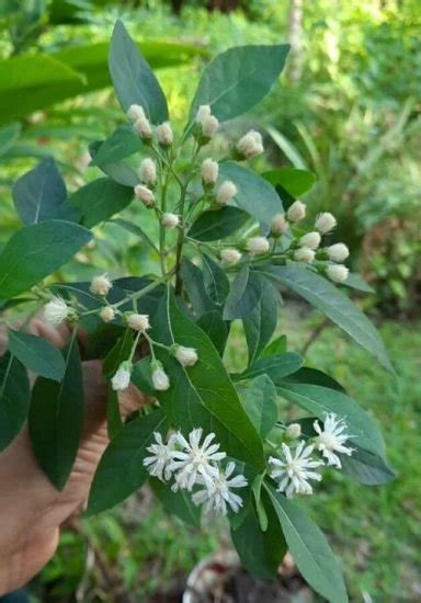 7 Best African Herbs You Can Grow For Cooking