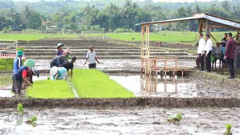 Respon Keluhan Petani Presiden Jokowi Tambah Anggaran Subsidi Pupuk