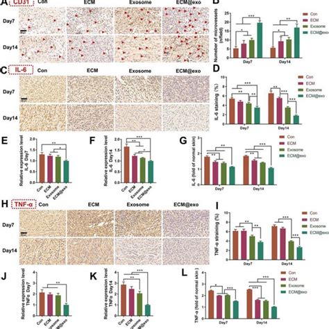 In Vivo Wound Healing Evaluation Of The Normal Wound Healing Model Ihc