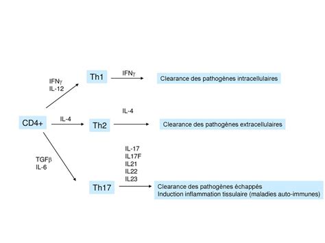 Cytokines inflammatoires ppt télécharger