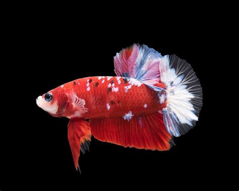 Kampffisch M Nnlich Koi Plakat Betta Splendens Aquascape