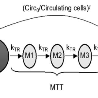 Schematic Representation Of The Semimechanistic Myelosuppression Model