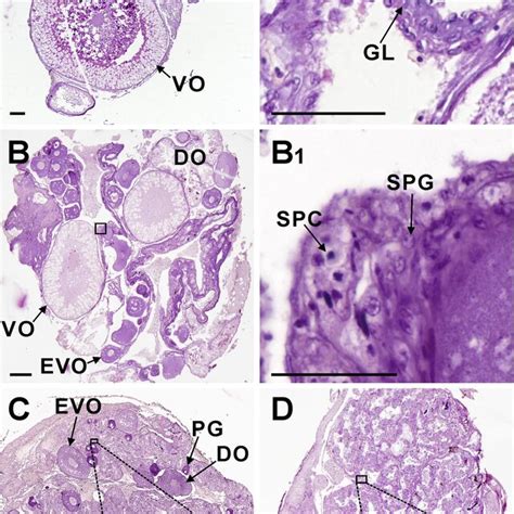 The Histology Of Gonadal Samples Obtained From A Representative Sex Download Scientific Diagram