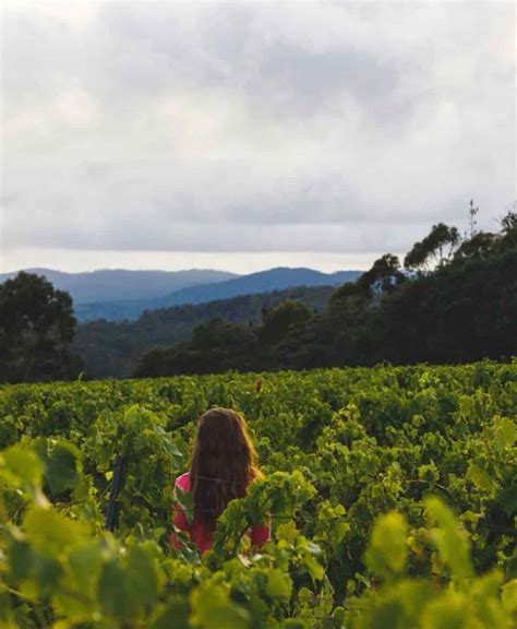 Wine Regions In Tasmania The Ultimate Wine Guide Wine Regions Australia