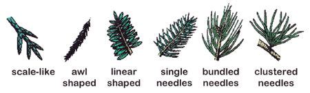 Types Of Conifer Trees