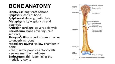 Lab Appendicular Skeleton Flashcards Quizlet