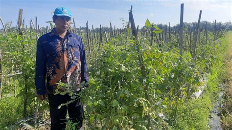 Petani Tomat Di Kediri Merugi Gegara Serangan Hama Tikus