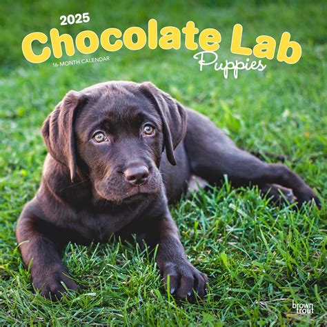 Chocolate Labrador Retriever Puppies | 2025 12x24" Wall Calendar