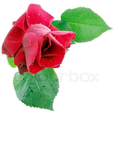 Rød rose med regn dråber isoleret på Stock foto Colourbox