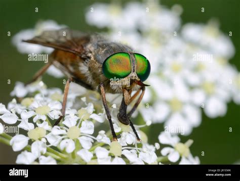 Green Eyed Horse Fly Philipomyia Aprica On Flower Serre Chevalier