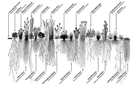 Cover Cropping Diagram