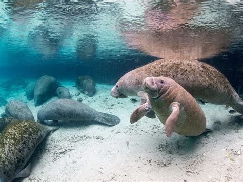 How To Swim With Manatees in Florida - Zigzag Around the World