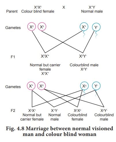 Sex Linked Inheritance Principles Of Inheritance And Variation