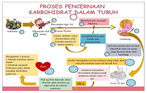 BAGAIMANA PERJALANAN KARBOHIDRAT MENJADI ENERGI Pendidikan Kimia C 2018