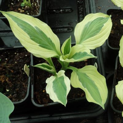 Yellow Polka Dot Bikini