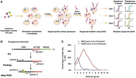 Workflow Of Single Cell Screening And Nested Single Cell Pcr