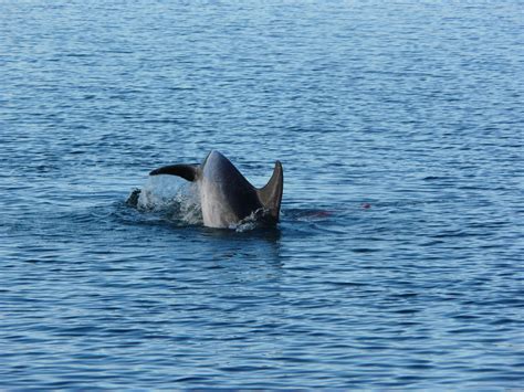 Moko The Legendary Dolphin Dolphins Animals Whale