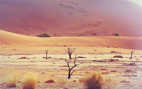 Premium Photo Dunes And Dead Acacia Trees In The Namib Desert Dead Vlei Sossusvlei Namibia