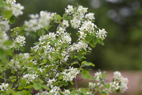 How to Grow and Care for the Saskatoon Serviceberry