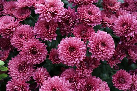 Chrysanthemums Flower Pink Free Photo On Pixabay