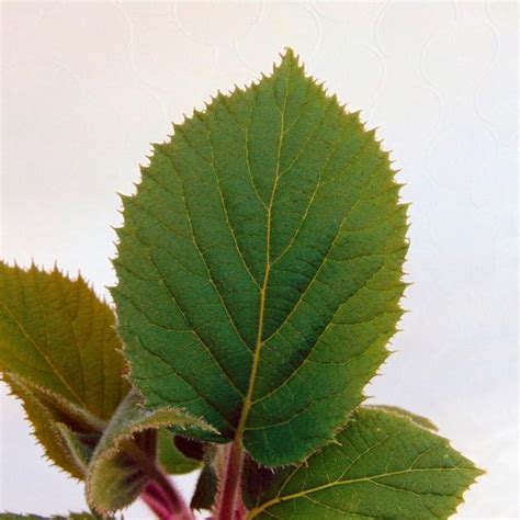 Kiwi femelle Hayward Actinidia deliciosa à gros fruits savoureux