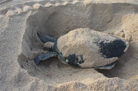 Green Sea Turtle Nesting Tour - Tour Guanacaste, bringing Costa Rica to ...