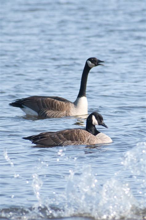 Cackling Goose? - Help Me Identify a North American Bird - Whatbird Community