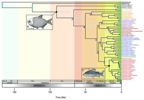 Time Scaled Citharinoid Phylogeny This Chronogram Was Inferred Using