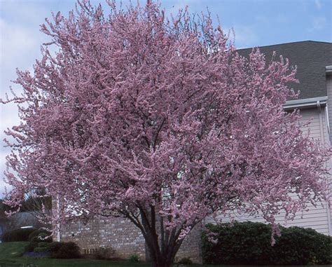 Prunus cerasifera 'Thundercloud' | Landscape Plants | Oregon State University