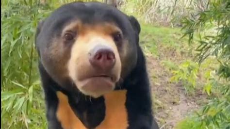 UK wildlife park posts video of their sun bear on hind legs after ...