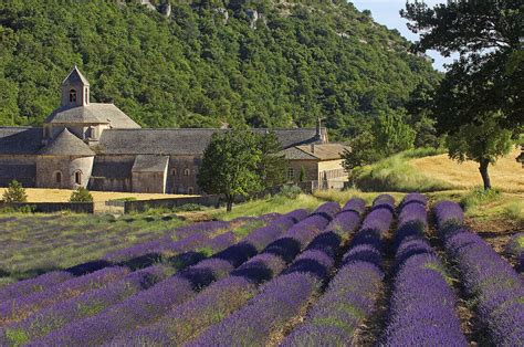 Lavender fields and Senanque abbey, … – License image – 70308320 Image ...