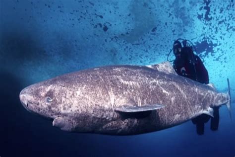 Scientists Discover 512-Year-Old Shark, The Oldest Living Vertebrate On ...