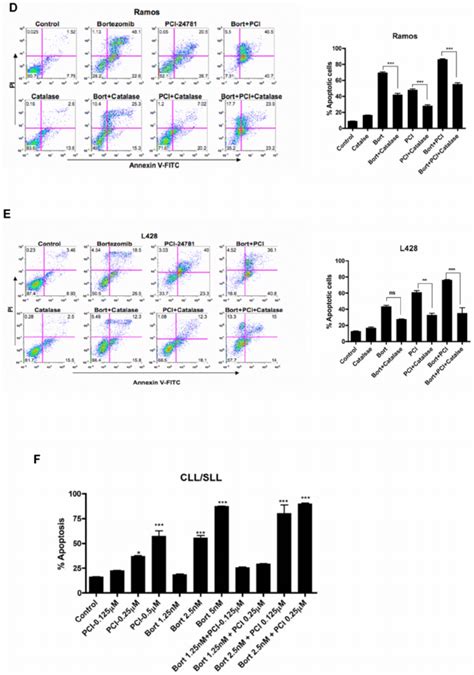 Combined Pci 24781 With Bortezomib Induced Synergistic Apoptosis That