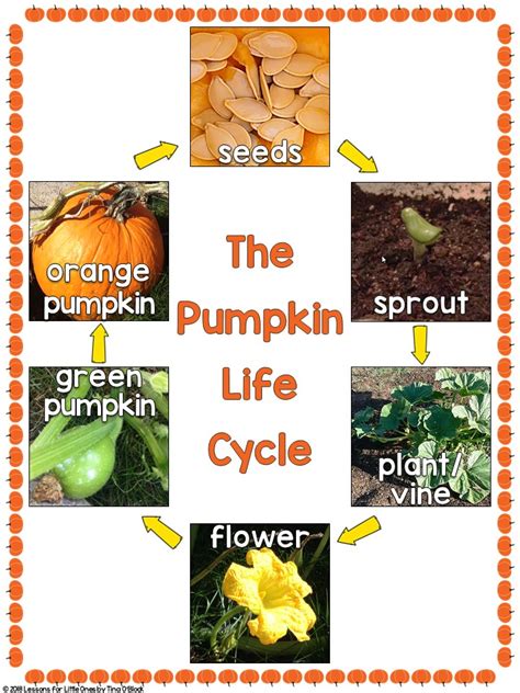 Pumpkin Life Cycle Poster Lessons For Little Ones By Tina Oblock