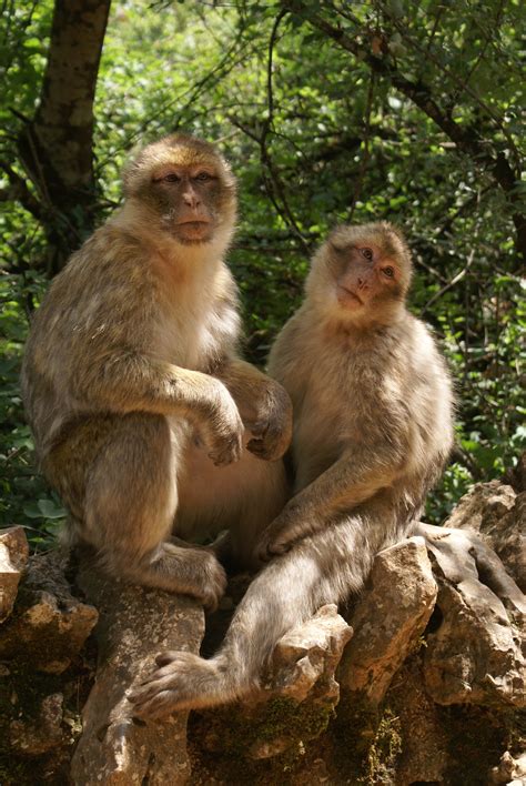 Gratis Afbeeldingen Natuur Dier Wildlife Dierentuin Zoogdier