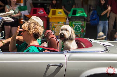 Cómo llevar al Perro en el coche Legalmente Automotor wiki