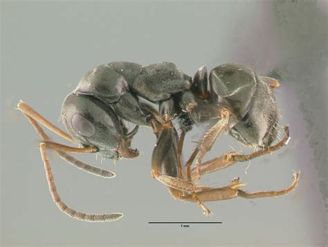 Formica Fusca