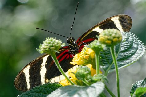 Gelbstreifiger Passionsfalter Heliconius Hewitsoni Foto And Bild