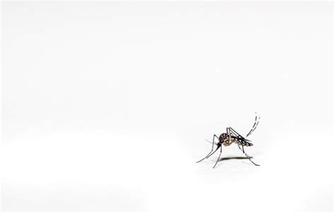 Aedes Aegypti Images Browse 1945 Stock Photos Vectors And Video