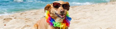 Tips Para Pasear Con Tu Perro En El Verano Croquetero