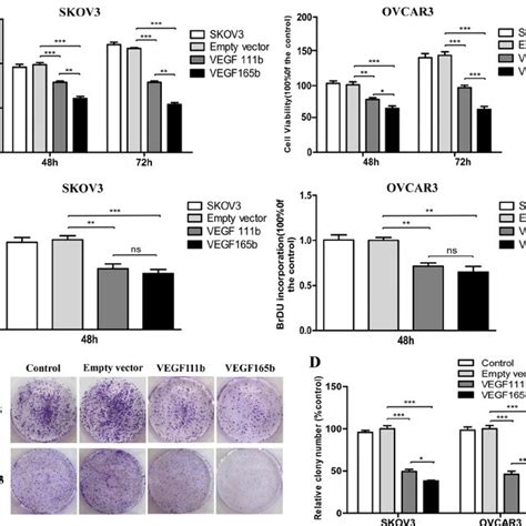 Vegf111b Overexpression Inhibits Proliferation Of Ovarian Cancer Cells