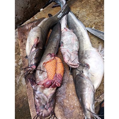 Jual Ikan Sembilang Bertelur Segar 1kg Shopee Indonesia