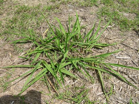 Paspalum Dilatatum Plant1 Introduced Warm Season Perenni Flickr