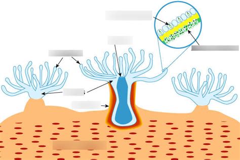 anatomy of a coral polyp Diagram | Quizlet